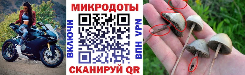Купить  Гдов  Галлюциногенные грибы Magic Shrooms 